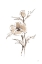 Picture of WASH ANEMONE I NEUTRAL