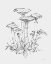 Picture of NATURES SKETCHBOOK I BOLD LIGHT GRAY