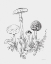 Picture of NATURES SKETCHBOOK II BOLD LIGHT GRAY