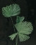 Picture of PALM BOTANICAL III BLACK