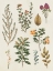 Picture of VICTORIAN GARDEN III AUTUMN CROP II
