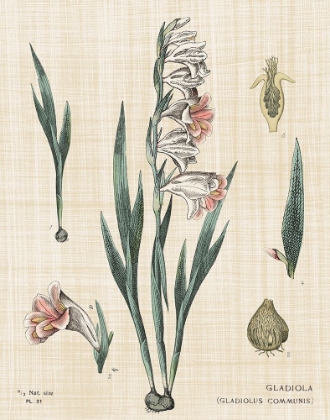 Picture of GLADIOLA CHART LINEN