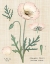 Picture of POPPY CHART LINEN