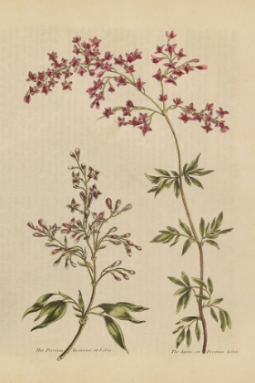 Picture of HERBAL BOTANICAL I CROP III