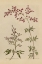 Picture of HERBAL BOTANICAL I CROP III