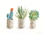 Picture of DESERT GREENHOUSE VIII