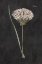 Picture of ALLIUM I ON BLACK