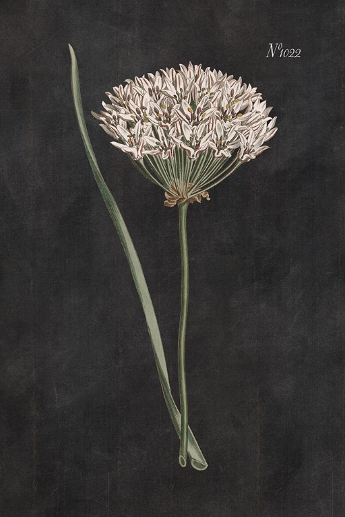 Picture of ALLIUM I ON BLACK