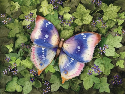 Picture of GARDEN BUTTERFLY