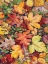 Picture of LEAVES AND ACORNS