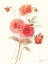 Picture of SUMMER DAHLIAS I