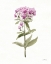 Picture of FLOWERS OF THE WILD II