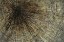 Picture of ENMESHED