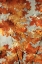 Picture of AUTUMNS GOLD