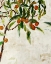 Picture of KUMQUAT TREE