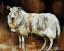 Picture of HAVE EWE ANY WOOL