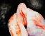 Picture of FLAMINGO DOWN