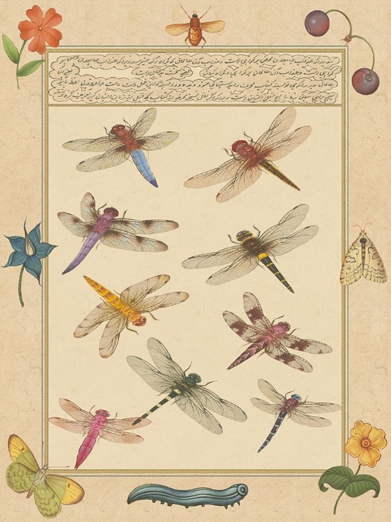 Picture of SMALL DRAGONFLY MANUSCRIPT III (U)