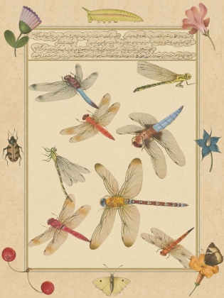 Picture of SMALL DRAGONFLY MANUSCRIPT IV (U)