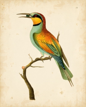 Picture of NODDER TROPICAL BIRD I
