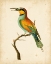 Picture of NODDER TROPICAL BIRD I