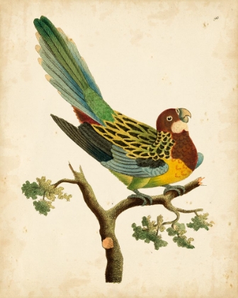 Picture of NODDER TROPICAL BIRD II