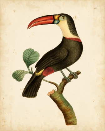 Picture of NODDER TROPICAL BIRD III