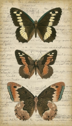 Picture of BUTTERFLY SCRIPT I
