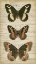 Picture of BUTTERFLY SCRIPT I