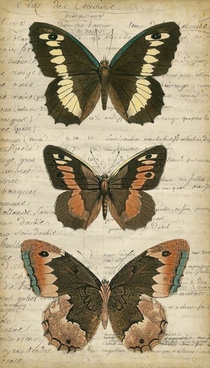 Picture of BUTTERFLY SCRIPT I