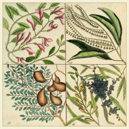 Picture of CATESBY BOTANICAL QUADRANT IV