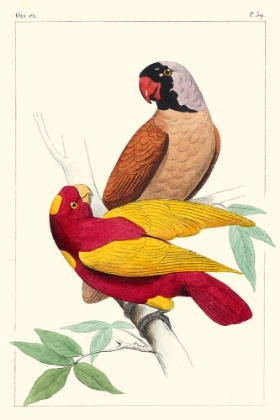 Picture of LEMAIRE PARROTS II