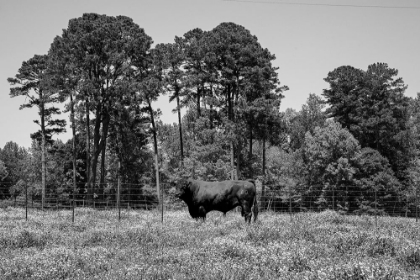 Picture of A BULL IN RURAL ALABAMA
