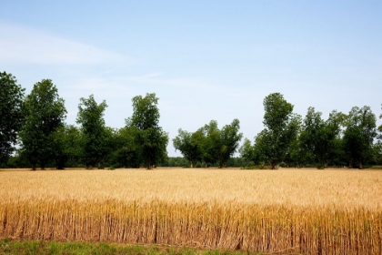 Picture of A WHEAT FIELD IN ATMORE ALABAMA