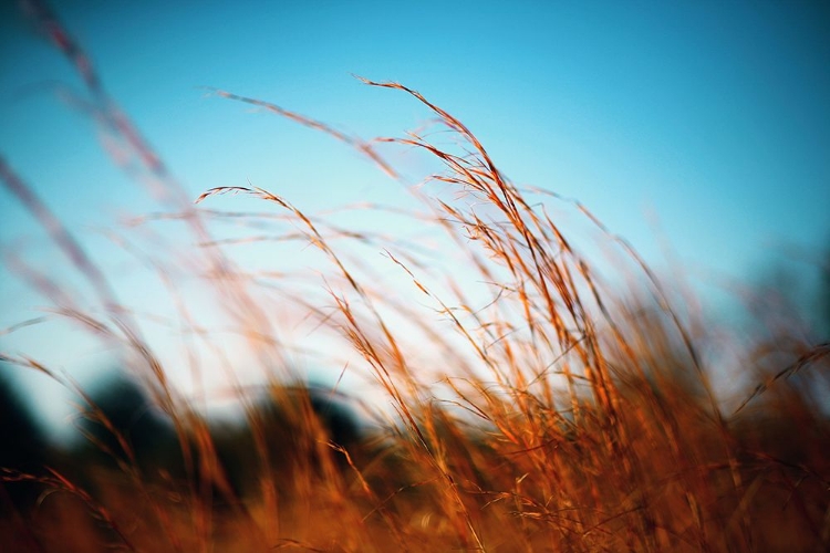 Picture of ALABAMA GRASSLANDS