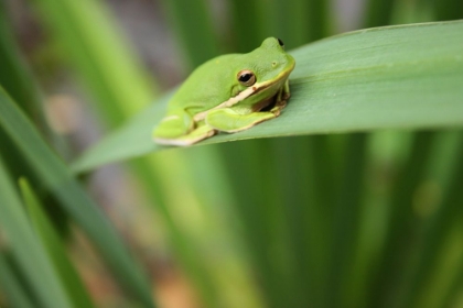Picture of ALABAMA TREE FROG