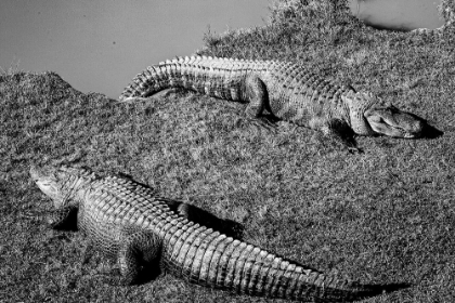 Picture of ALLIGATOR ALLEY ALABAMA