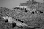 Picture of ALLIGATOR ALLEY ALABAMA