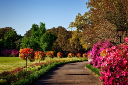 Picture of BELLINGRATH GARDENS ALABAMA II