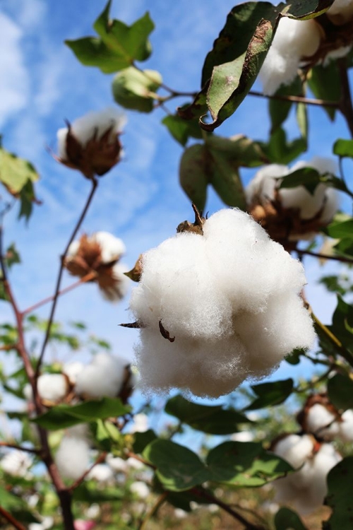 Picture of COTTON HARVEST IN AUTAUGAVILLE-ALABAMA