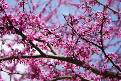 Picture of FLOWERING REDBUB TREE ALABAMA I