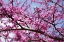 Picture of FLOWERING REDBUB TREE ALABAMA I