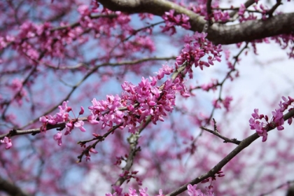 Picture of FLOWERING REDBUB TREE ALABAMA II