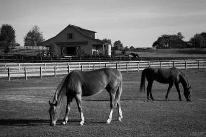 Picture of HORSES AT A RANCH IN RURAL ALABAMA