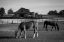 Picture of HORSES AT A RANCH IN RURAL ALABAMA