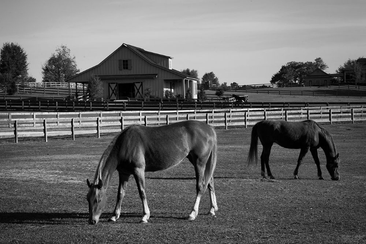 Picture of HORSES AT A RANCH IN RURAL ALABAMA