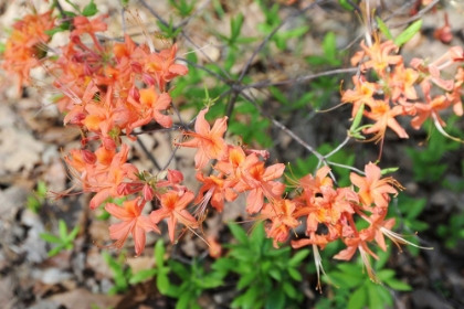 Picture of NATIVE ORANGE AZALEA ALABAMA