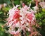 Picture of NATIVE PINK AZALEA ALABAMA