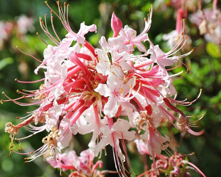 Picture of NATIVE PINK AZALEA ALABAMA