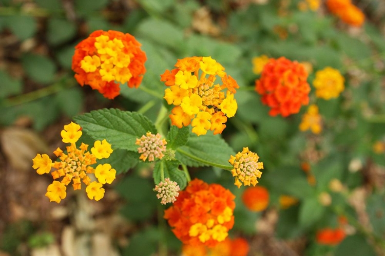 Picture of ORANGE AND YELLOW VERBENA ALABAMA